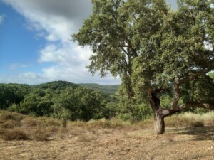 caminhada-santiago-escoural-serra-monfurado-caminhando