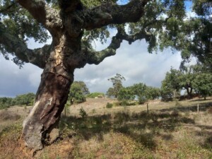 caminhada-santiago-escoural-serra-monfurado-caminhando