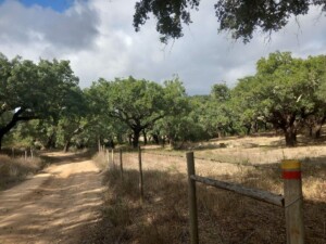 caminhada-santiago-escoural-serra-monfurado-caminhando