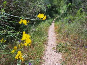 caminhada-montgelavar-ribeira-cabrela-bajouca-armes-caminhando