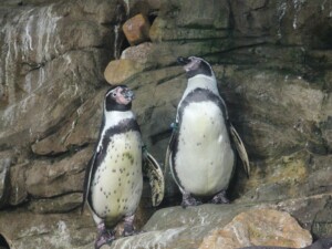 caminhando-Pinguino-de-Humboldt-peru