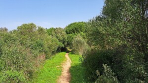 caminhada-santiago-cacem-caminhando