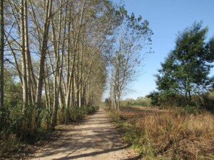 Caminhando_Pateira