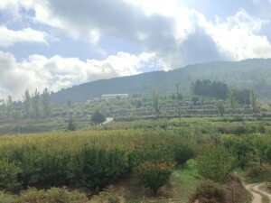 caminhada-castanheiros-fundao-caminhando