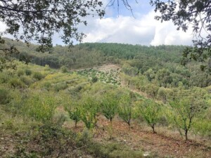 caminhada-castanheiros-fundao-caminhando