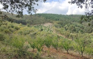 caminhada-castanheiros-fundao-caminhando