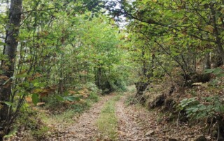 caminhada-castanheiros-fundao-caminhando