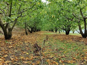 caminhada-castanheiros-fundao-caminhando