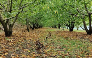 caminhada-castanheiros-fundao-caminhando