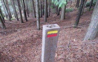 caminhada-castanheiros-fundao-caminhando