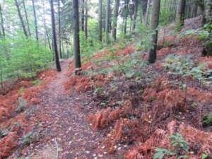 caminhada-castanheiros-fundao-caminhando