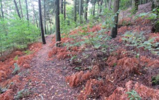 caminhada-castanheiros-fundao-caminhando